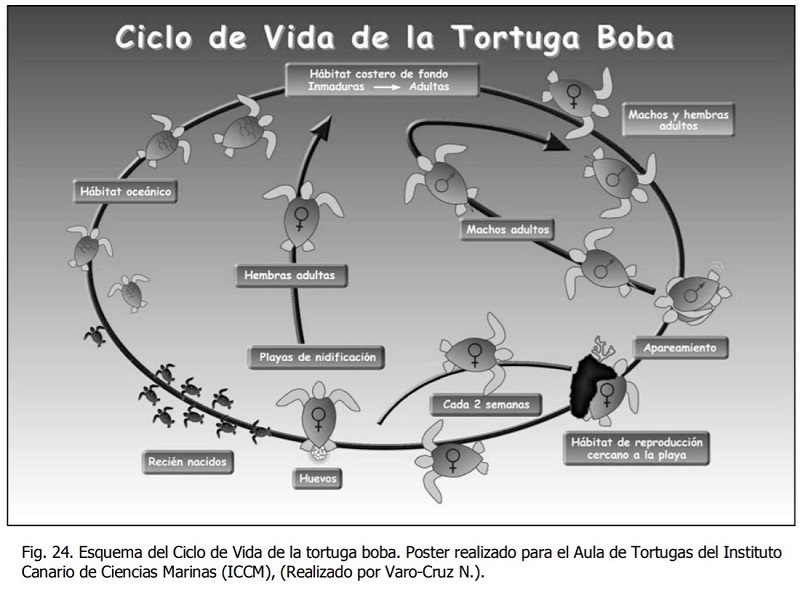 ciclo de vida tortuga boba