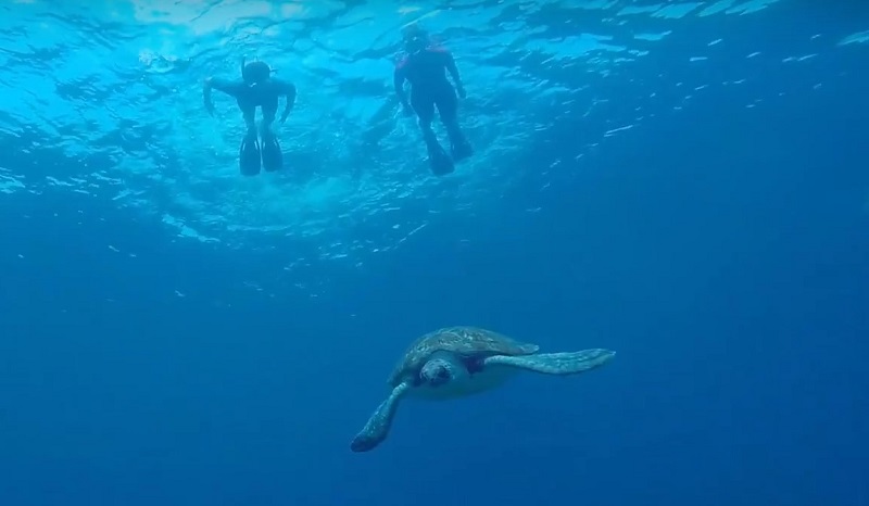 snorkel tortugas tenerife