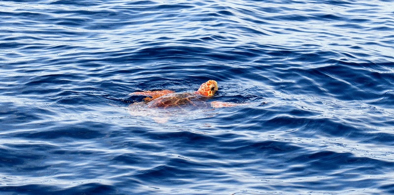 Tortuga boba nadando en la superficie