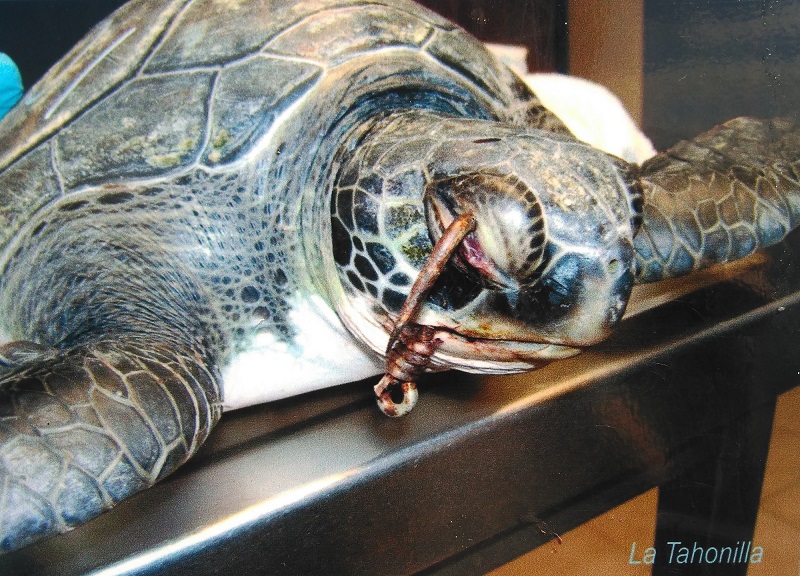 tortuga verde herida por anzuelo