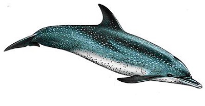 Stenella frontalis delfin moteado atlantico