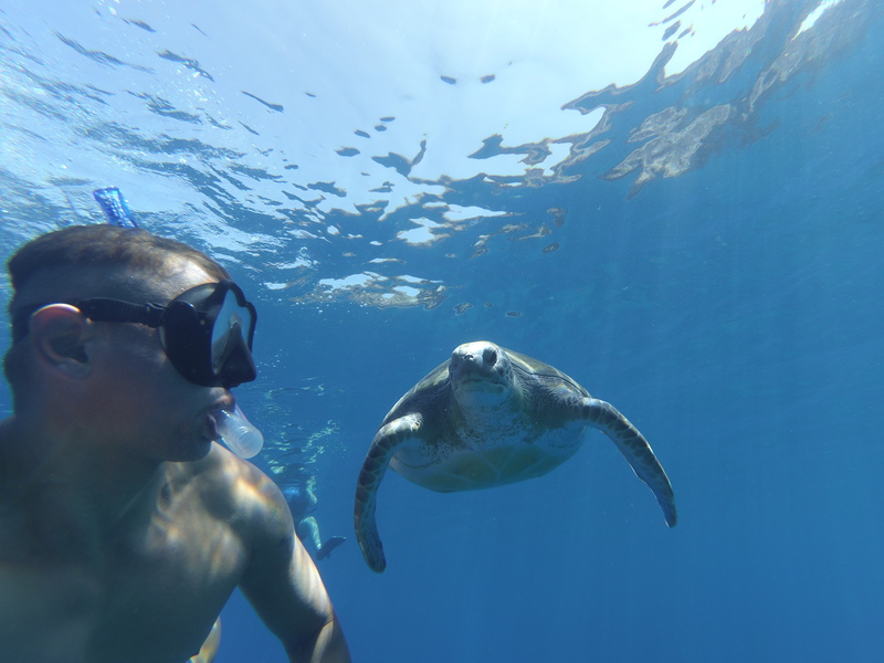 Where to snorkel with turtles in Tenerife
