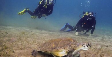 Diving baptism with sea turtles in Abades
