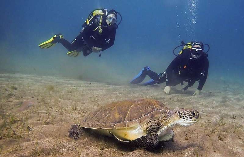 Diving baptism with sea turtles in Abades