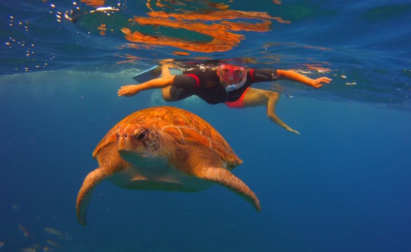 Snorkeling con le tartarughe a Las Galletas tenerife
