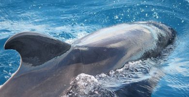 Osservazione delle balene e delfini a Tenerife