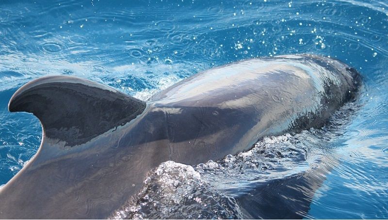 Osservazione delle balene e delfini a Tenerife